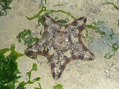 Cake sea star, Anthenea aspera