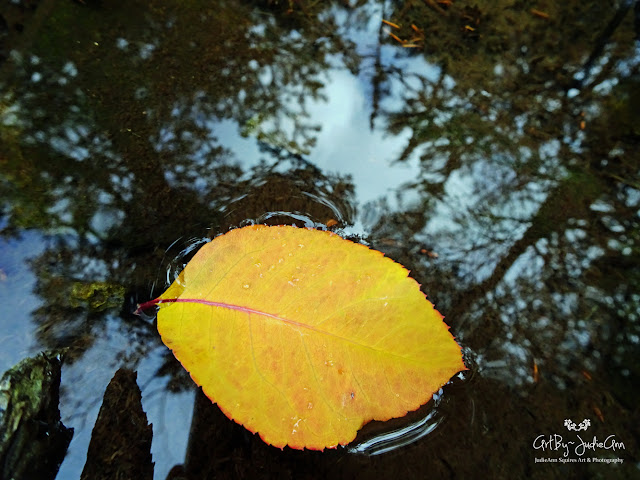 Beautiful Leaf photo