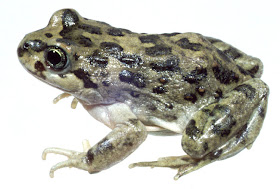 anfibios de Argentina Ranita solitaria Atelognathus solitarius