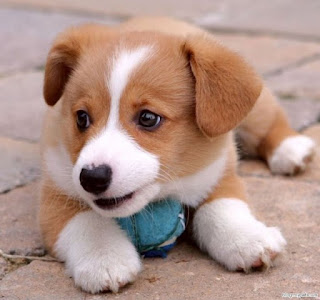 cute puppy pictures