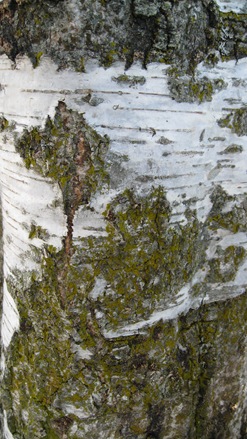 Porteau Cove 2010