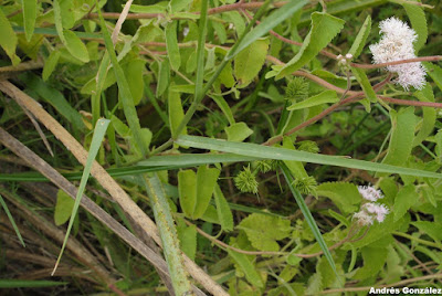 Panicum gouinii