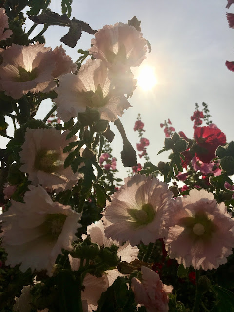 Hollyhock blossom, Xuejia, Tainan, Taiwan