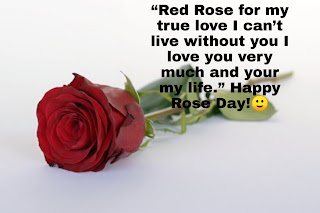 rose day to valentine day