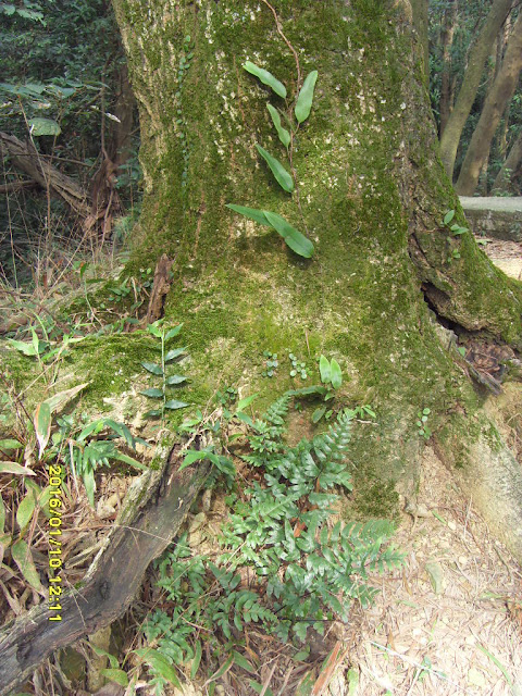 石葦、半邊羽裂鳳尾蕨