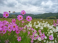 美しいれんげ草やヒガン花、コスモスの花畑があり、のどかな田園風景がある。