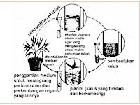 REVIEW TEST BIOTEKNOLOGI