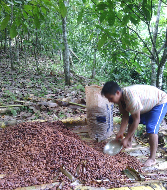 Cocoa beans after drying in the sun.