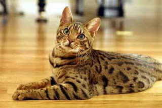 gambar kucing Ocicat