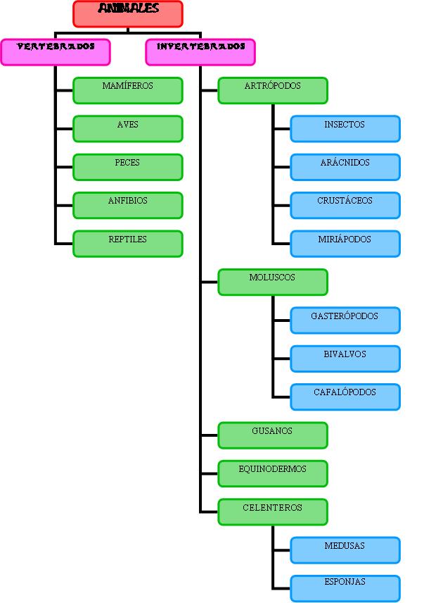 clasificacion de los animales. CLASIFICACIÒN DE LOS ANIMALES