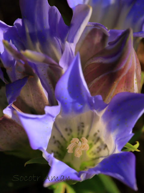 Gentiana scabra