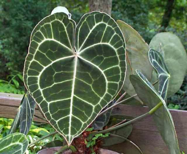 Koleksi Tanaman Hias: Tanaman Hias Kuping Gajah (Anthurium 