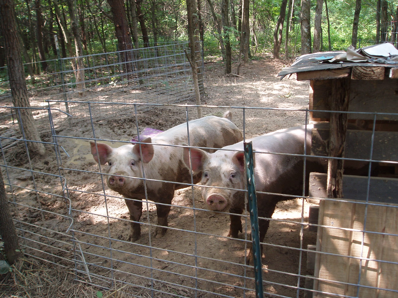 Pig Pen Design Hog Panels