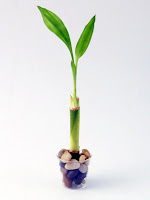 Lucky Bamboo Vase2