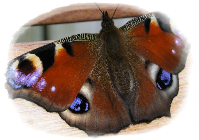 Peacock butterfly