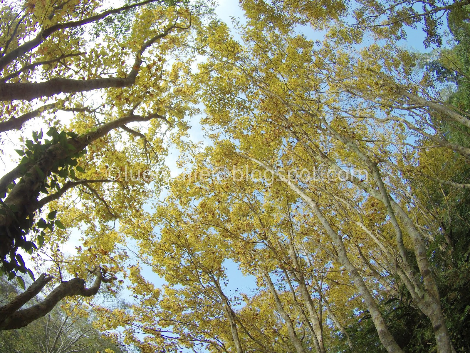 Taoyuan Valley Garden maple