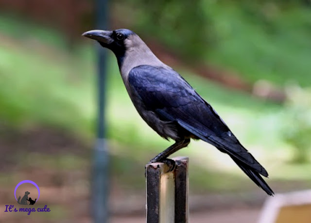 Some birds can plan ahead: