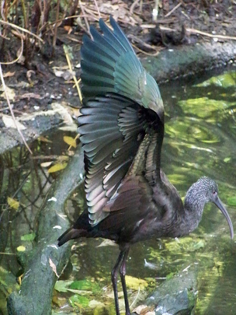 A white-faced ibis extends its wing upward, showing its iridescent green underside.