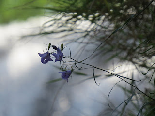 harebell