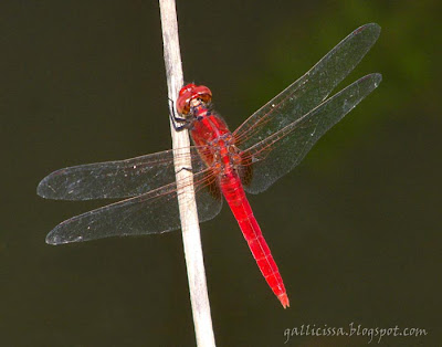 Spine-legged Redbolt