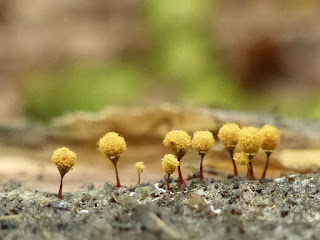 Hémitrichie petite coupe - Hemitrichia calyculata