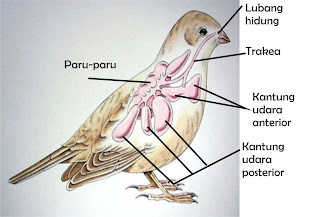  Sistem  Pernapasan  Burung BioFuntastic