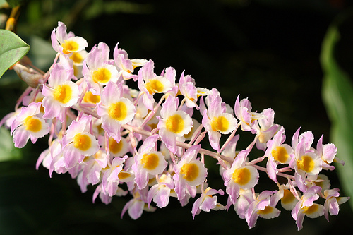 Dendrobium