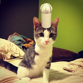 Kitty wears tiny hats (15 pics), tiny hats on cats, cute cats, kitten pics, cute kittens