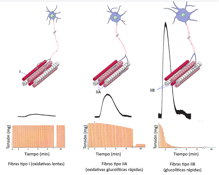 Tipos de fibras musculares que presentan más 