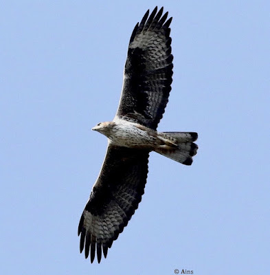 Bonelli's Eagle