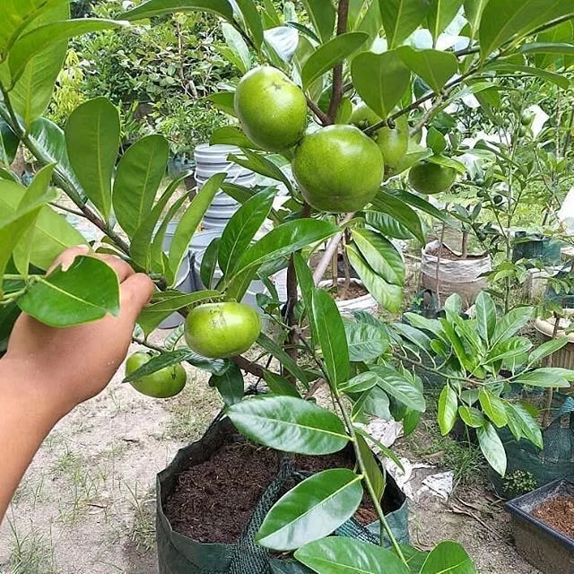 bibit sawo black sapote murah bermutu Sumatra Selatan