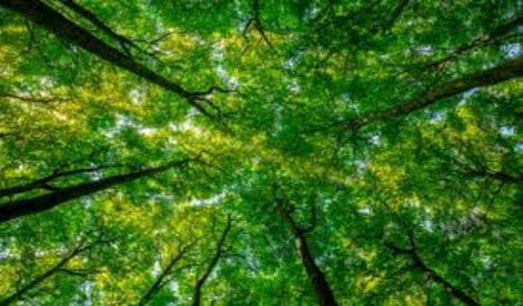 فوائد الغابة وكيفية المحافظة عليها - الأهمية الكبيرة للغابات في تقليل التلوث وتنظيم حلقات الماء