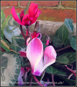 pink winter cyclamen