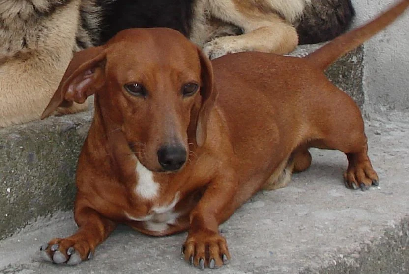 Resultado de imagem para UM CÃO BASSET