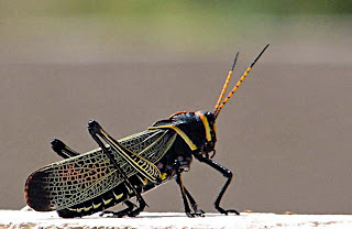 grasshopper