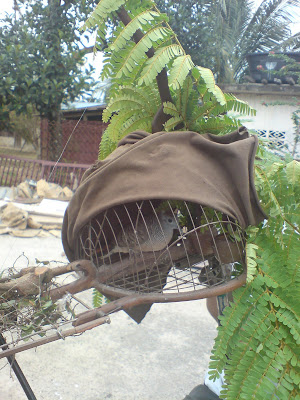 Jebak burung tradisional