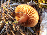 Tubaria sp