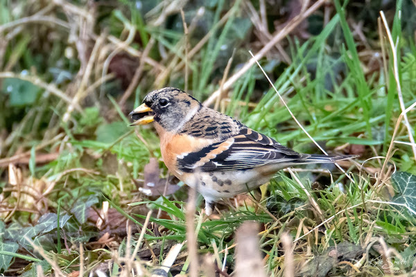 Brambling