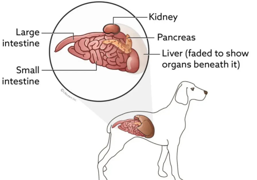 Intestinal Cancer in Dogs