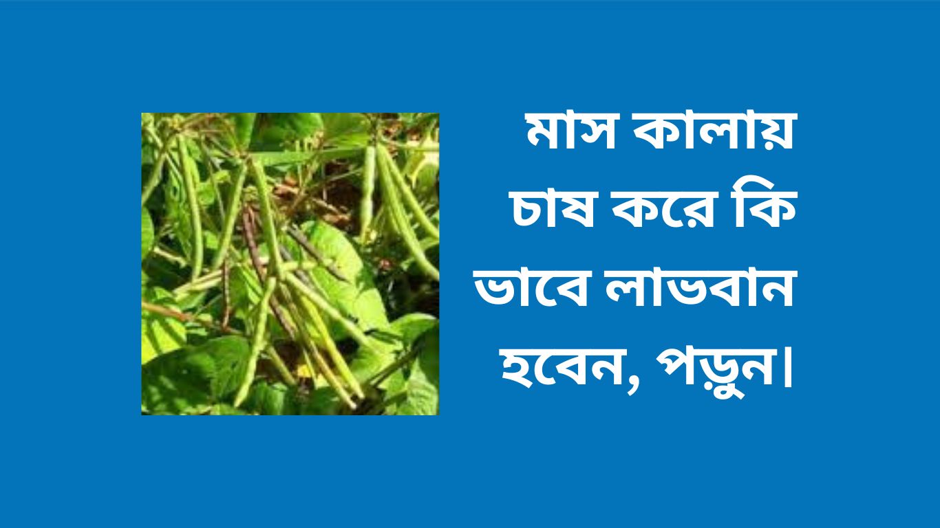 বারি মাসকলাই ৩মাসকলাই এর পোকা দমনমুগ ডাল চাষ পদ্ধতিশিম চাষের জন্য কোন মাটি উত্তমবাংলাদেশে চাষকৃত ডাল ফসলের মধ্যে মাসকলাইয়ের স্থান কত তমমাসকলাই ডালের দামবপনের আগে বীজ শোধন করে নিতে হয় কেনমাসকলাই এর জীবনকালহাইব্রিড মাসকলাই চাষমাসকলাই এর পোকা দমনডাল চাষ পদ্ধতিমাসকলাই এর জীবনকালবারি মাসকলাই ৩মাসকলাই ডালের দামগম চাষ পদ্ধতি	মাসকলাই এর পাতাসহ গাছ কেন সাদা জালিকার মত হয় ব্যাখ্যা করোবিউলির ডালের অপকারিতামাসকলাই ডালের ছবিমাসকলাই ডালের দামকুলত্থ কলাই এর উপকারিতামাসকলাই ডালের পুষ্টিগুণখেসারি ডালের উপকারিতা ও অপকারিতামুগ ডালের উপকারিতামাসকলাই এর পাতাসহ গাছ কেন সাদা জালিকার মত হয়