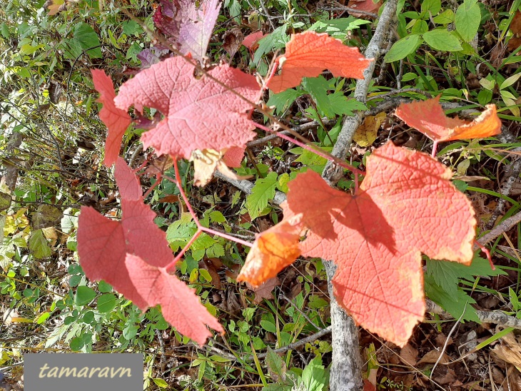 Виноград амурский (Vitis amurensis)