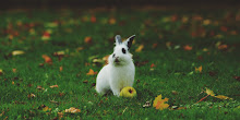 White Rabbit on Grass with Apple