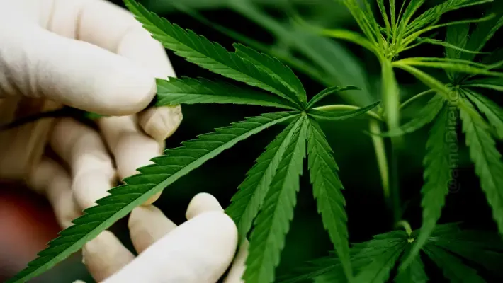 stj derruba proibicao libera cultivo cannabis brasil