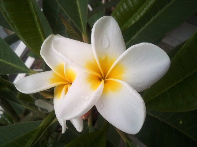 http://plumerieto.blogspot.com/p/plumeria-casta-diva.html