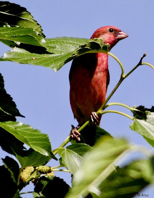 Common Rosefinch  ( Passage migrant )