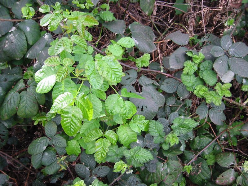 poison oak plant. pictures of poison oak plant.