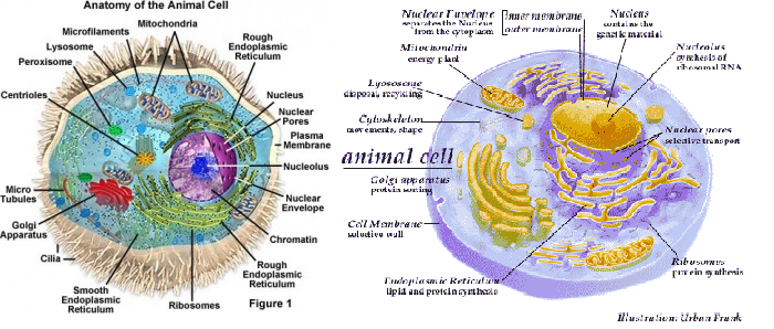 Struktur Sel Hewan Organel Sel Hewan dan Fungsinya 