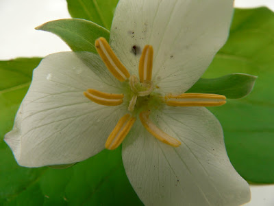 Trillium