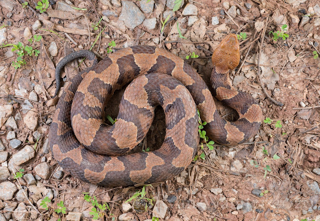 copperhead ohio