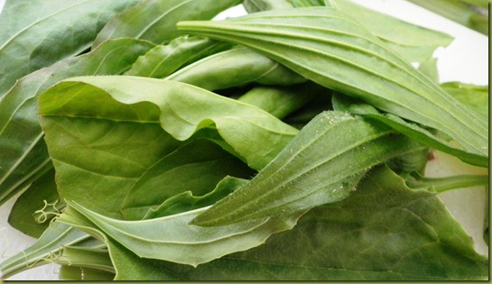 plantain